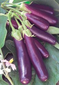 Garden Clippings: All-American Selections Image